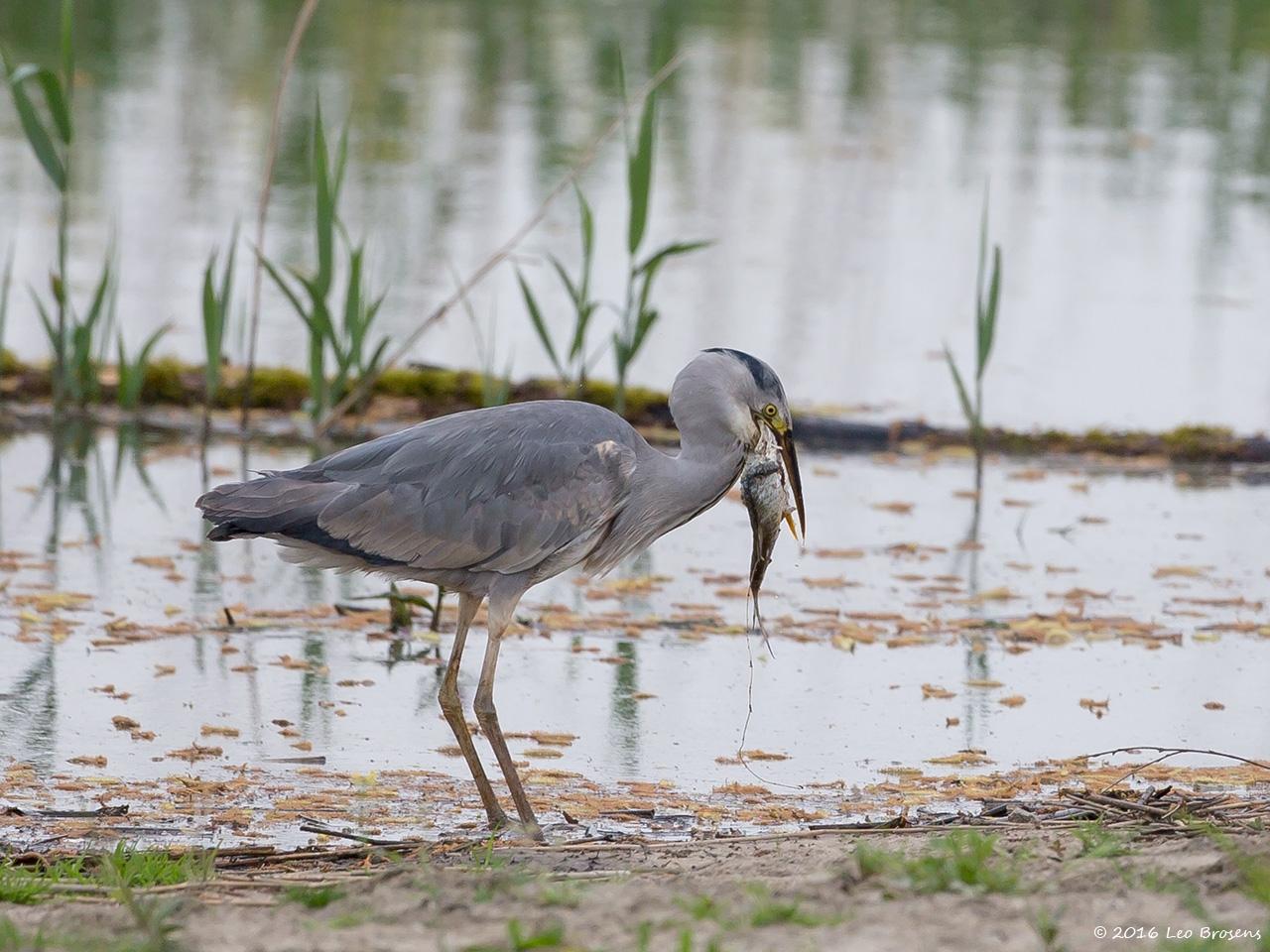 Blauwe-reiger-20160510g12807X1A5238a.jpg