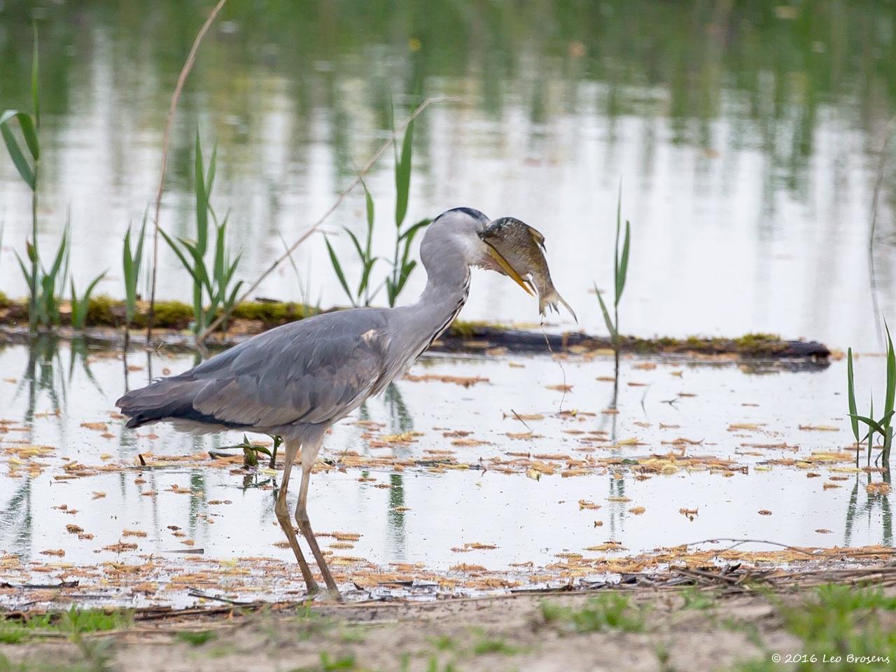 Blauwe-reiger-20160510g12807X1A5242a.jpg