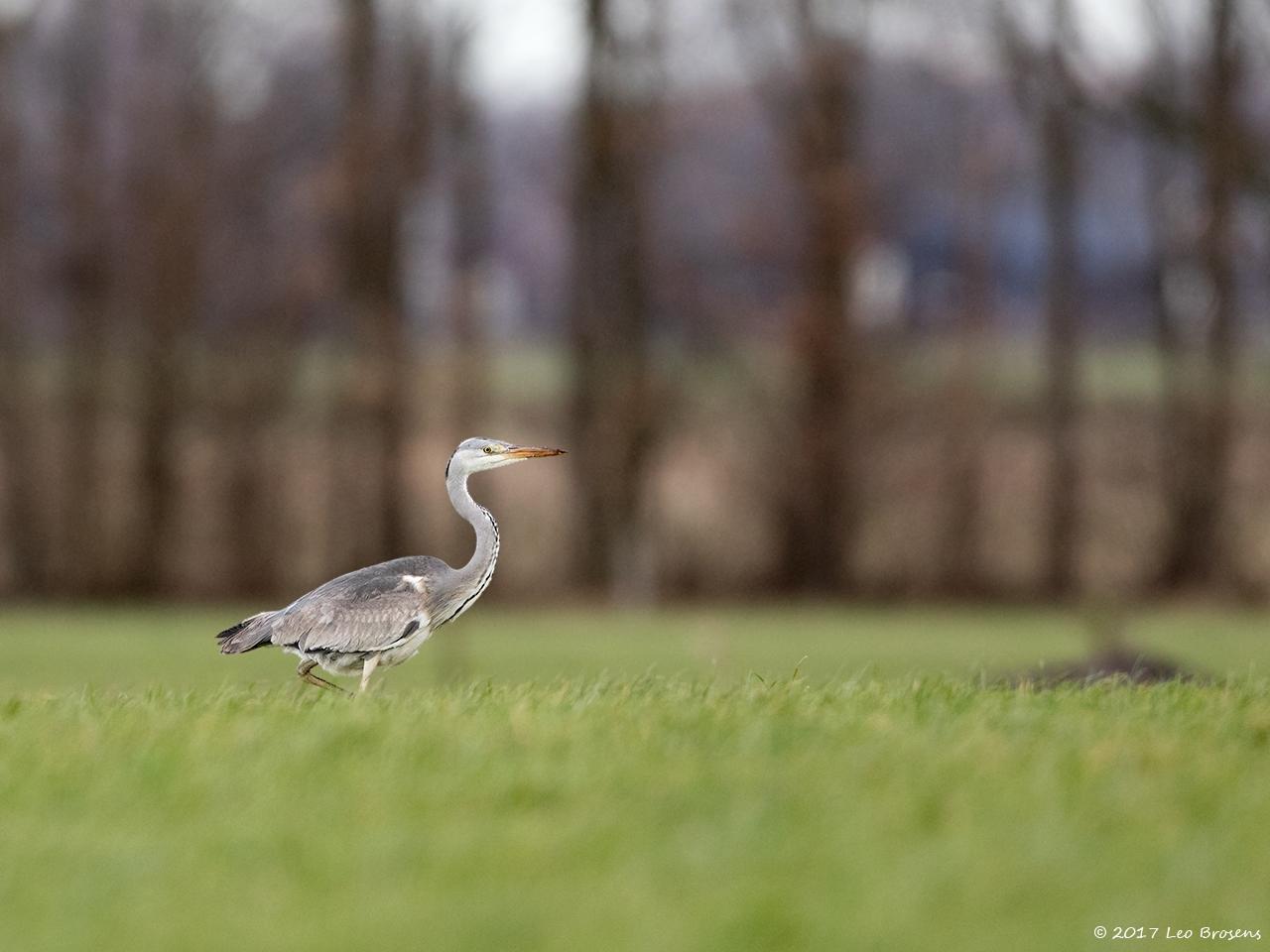 Blauwe-reiger-20170224g1280YSXX7189a.jpg