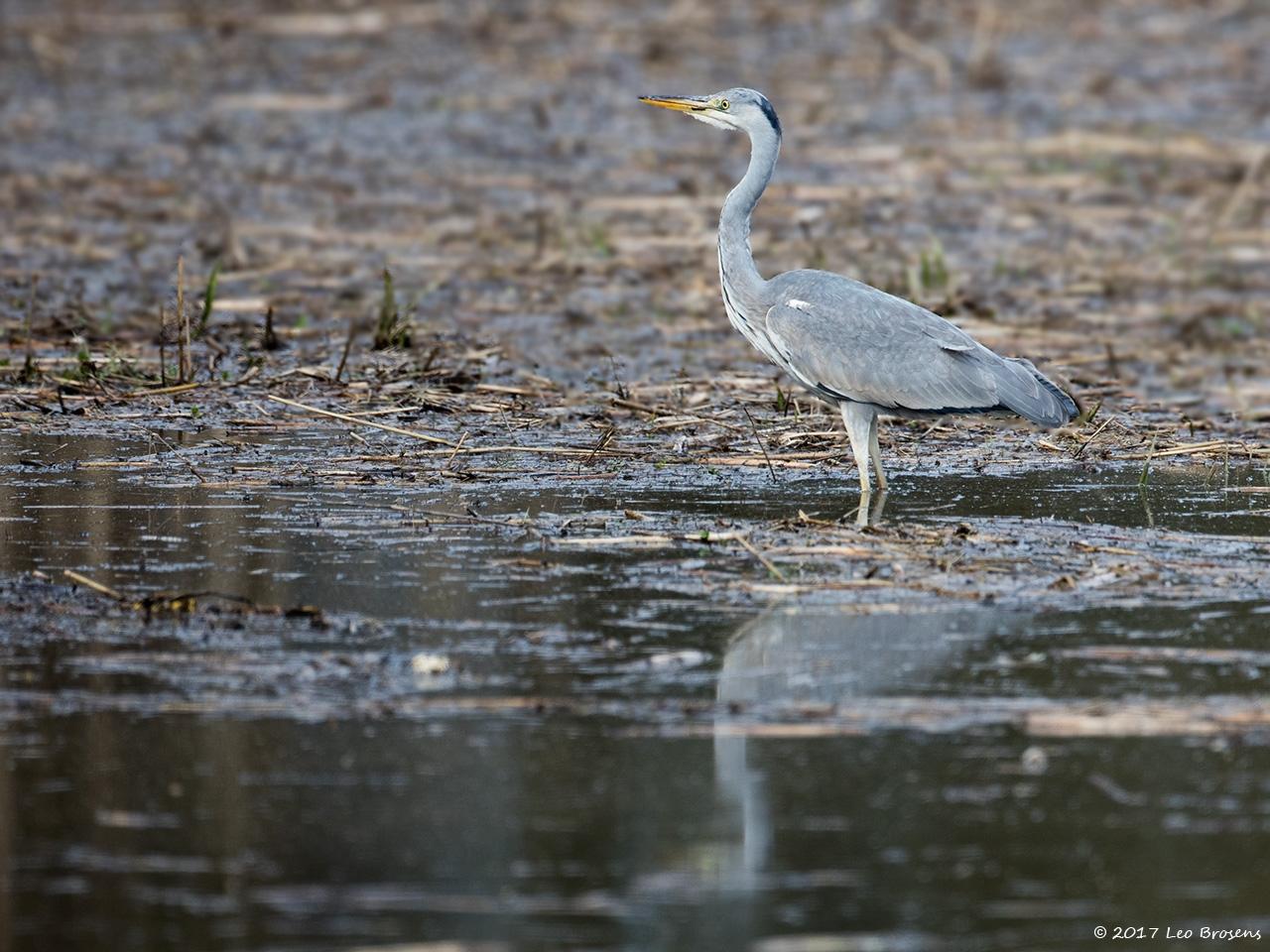 Blauwe-reiger-20170317g1280YSXX7405b.jpg