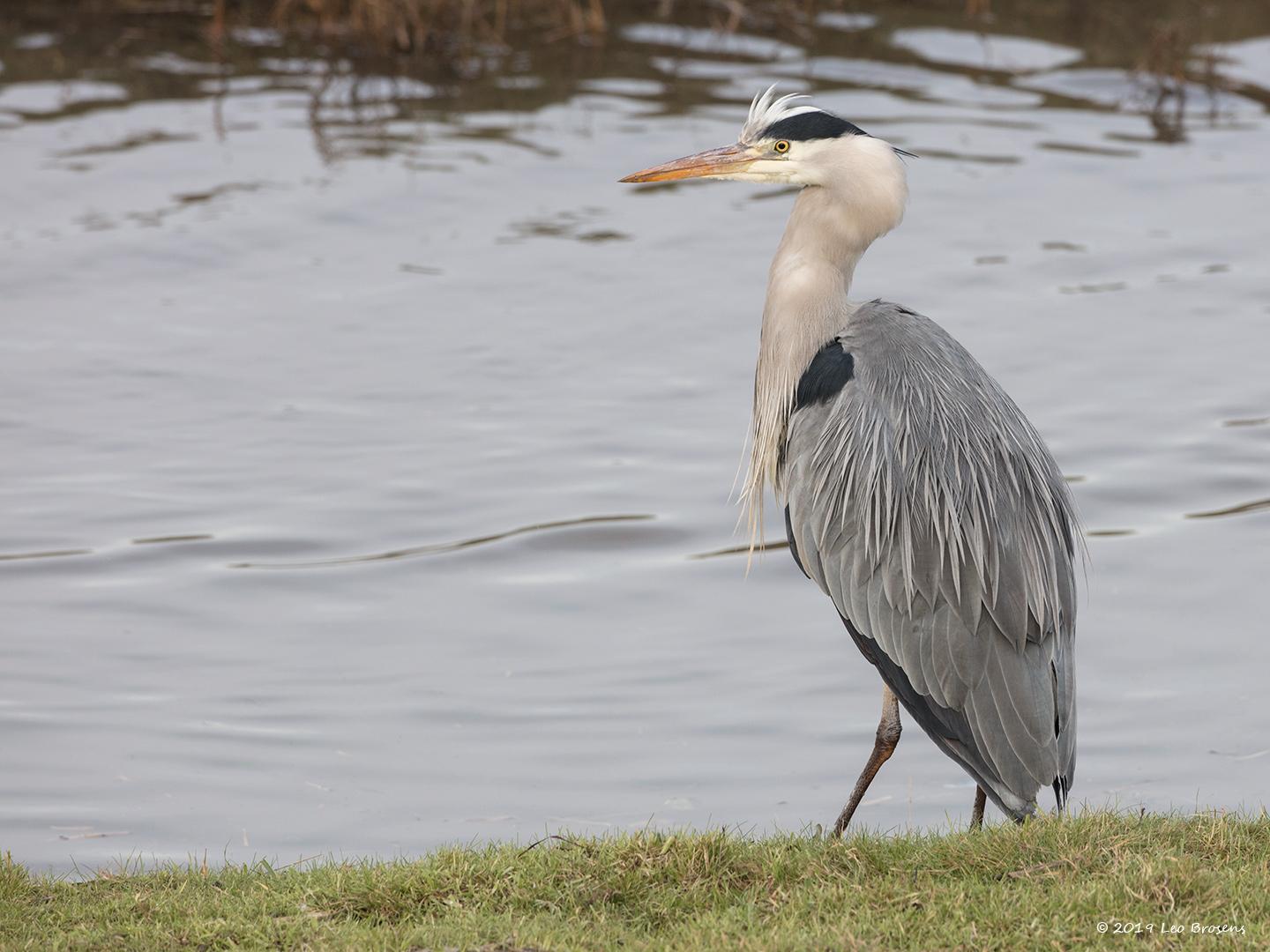 Blauwe-reiger-20190129g1440acrfbYSXX4601.jpg