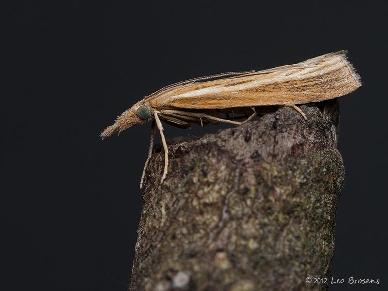 Blauwooggrasmot_Agriphila_straminella-20120819g800IMG_1951a.jpg