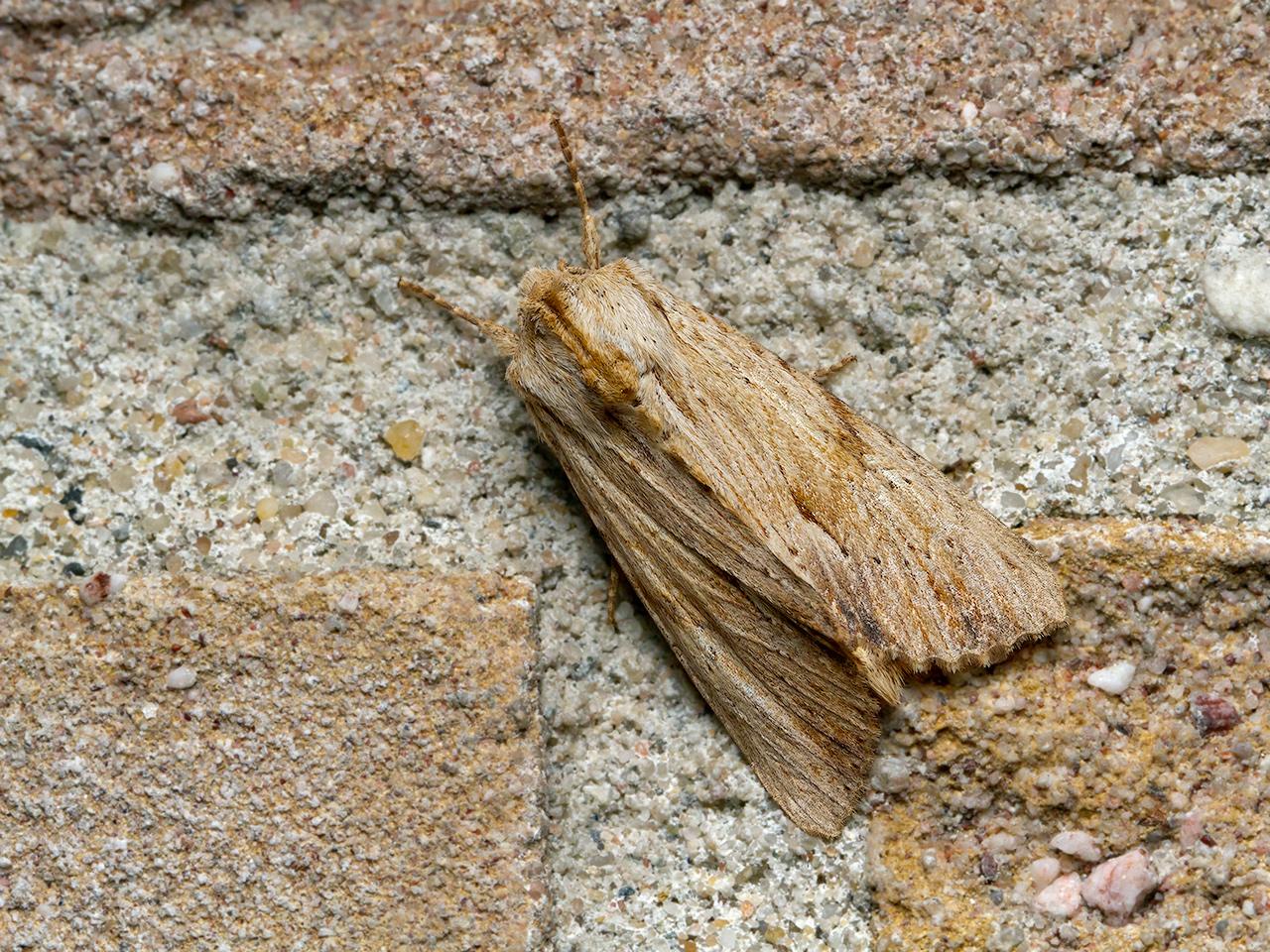 Bleke-grasworteluil-Apamea-lithoxylaea-20150712g1280_MG_1141a.jpg