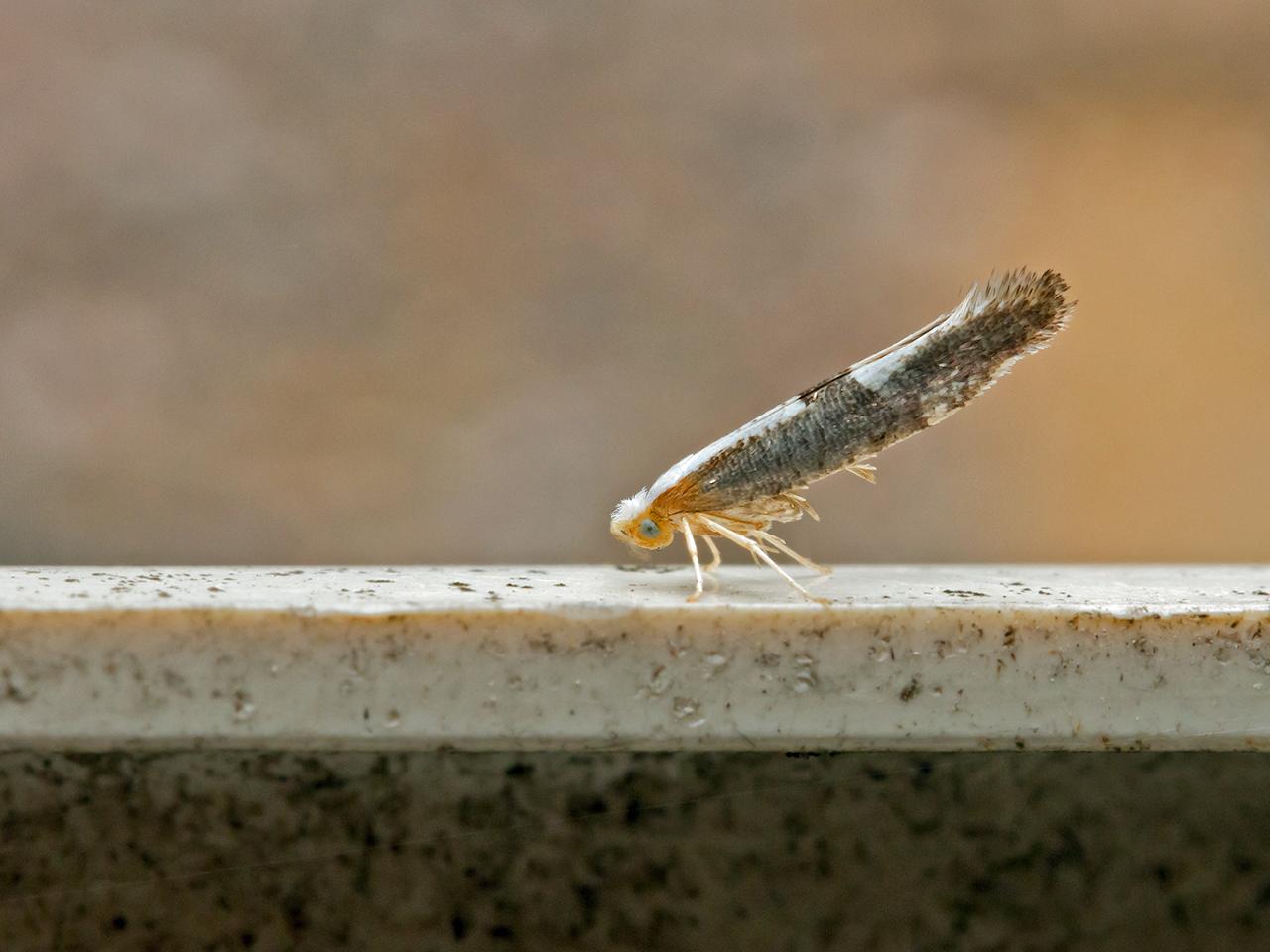 Bloesempedaalmot-Argyresthia-spinosella-20150626g1280IMG_0426b.jpg