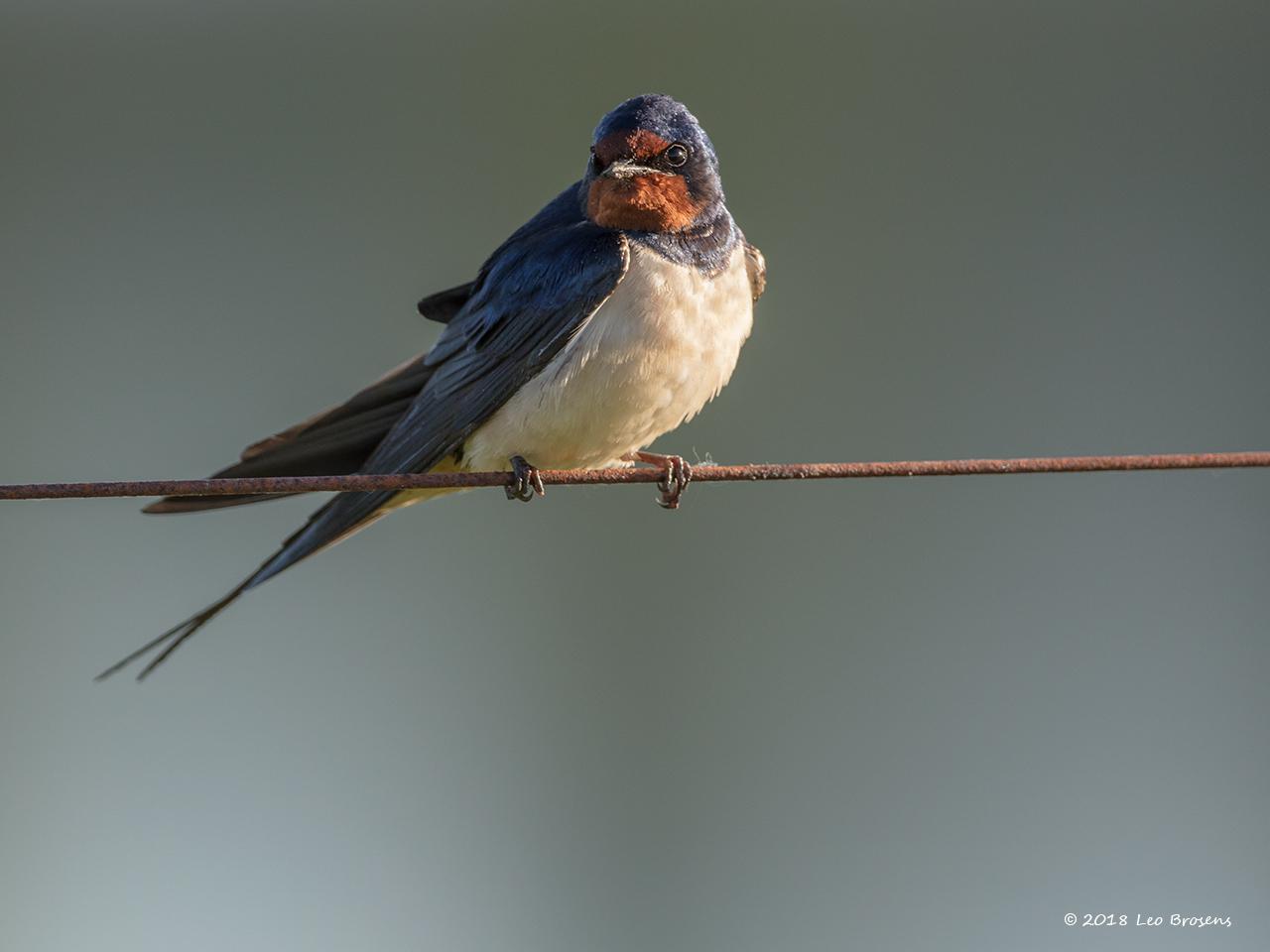 Boerenzwaluw-20180507g1280YSXX2342acrfb_0.jpg