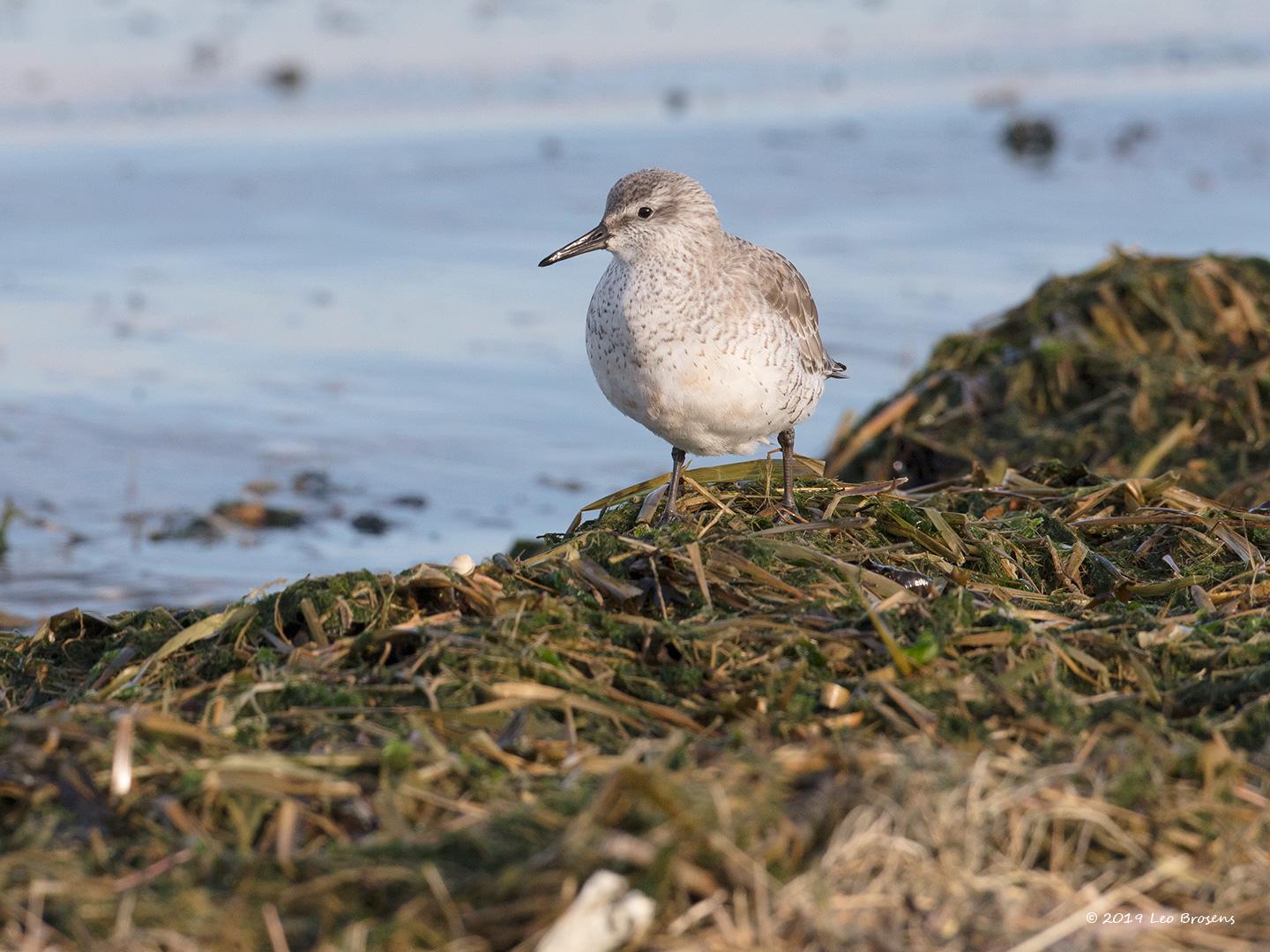 Bonte-strandloper-20190121g1440YSXX4364acrfb.jpg