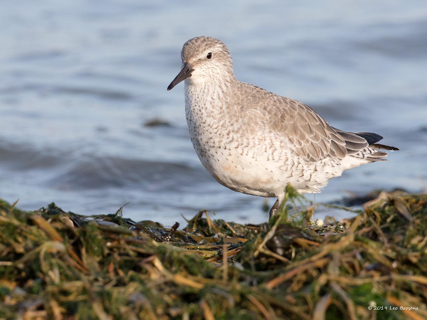 Bonte-strandloper-20190121g1440YSXX4374acrfb_0.jpg