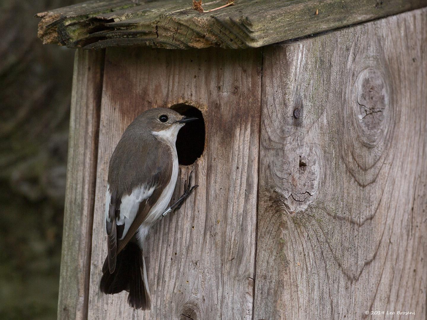 Bonte-vliegenvanger-20190430g14407X1A7403acrfb.jpg