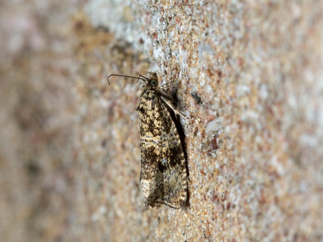 Brandnetelbladroller Celypha lacunana-20140903g1280IMG_6599a.jpg