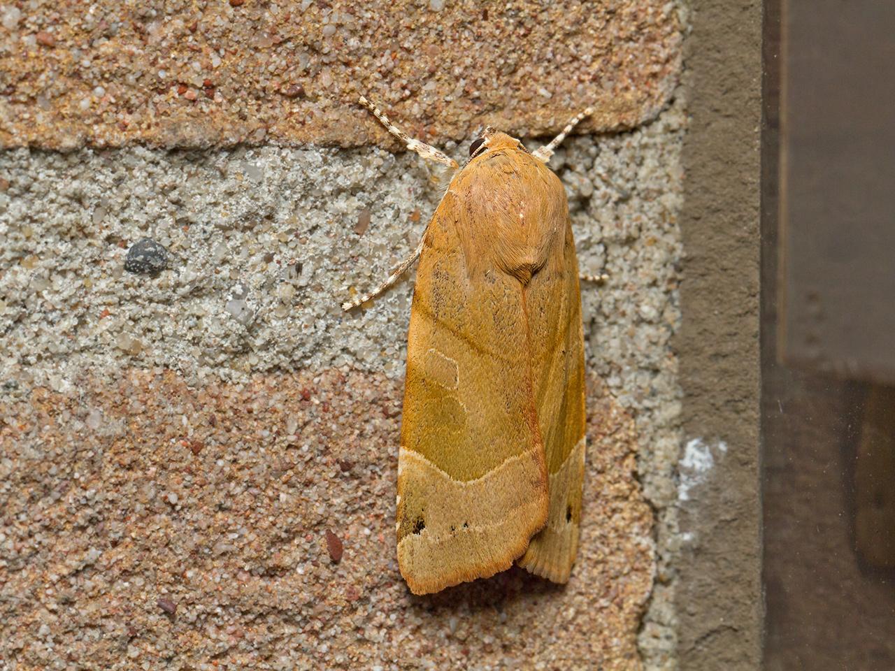 Breedbandhuismoeder-Noctua-fimbriata-20150718g1280_MG_1329a.jpg