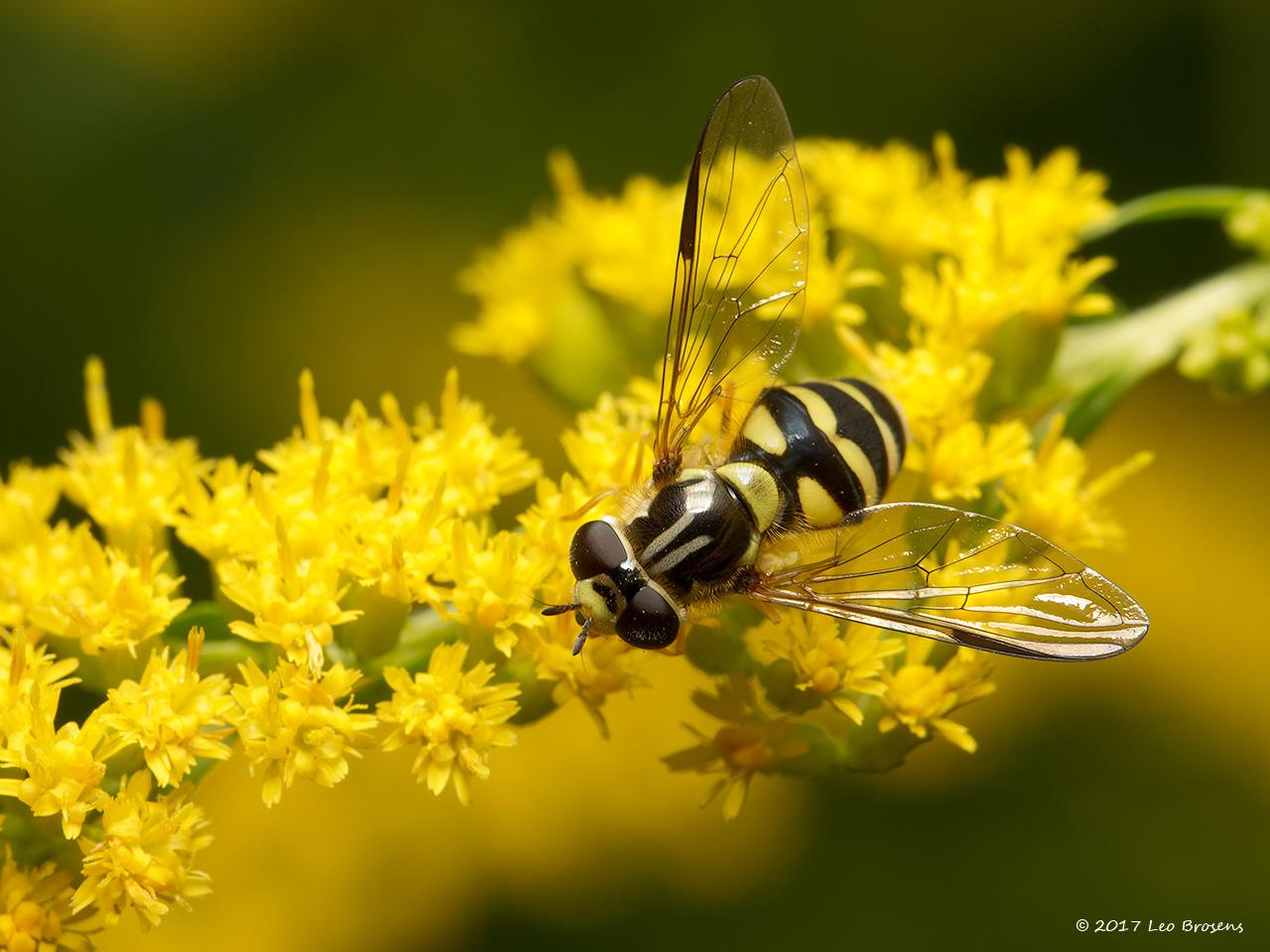 Bretel-wimperzweefvlieg--Dasysyrphus-albostriatus-20130903g1280IMG_0151bcrfb.jpg