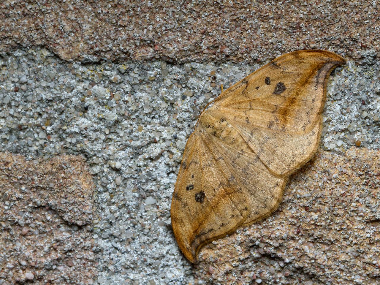 Bruine-eenstaart-Drepana-curvatula-20140903g1280IMG_6605a.jpg