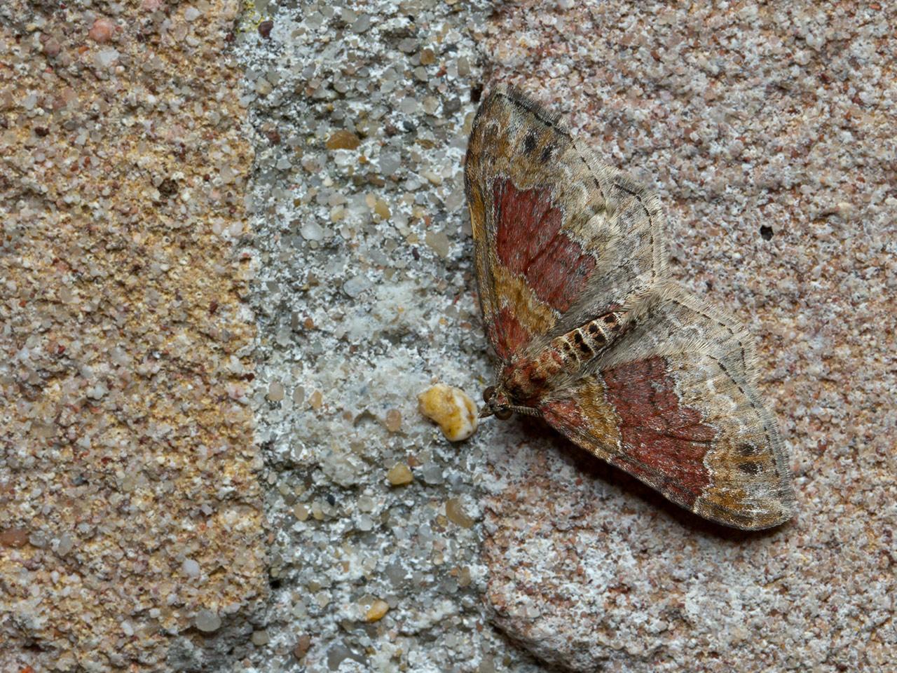 Bruine-vierbandspanner-Xanthorhoe-spadiccearia-20140731g1280IMG_5808a.jpg