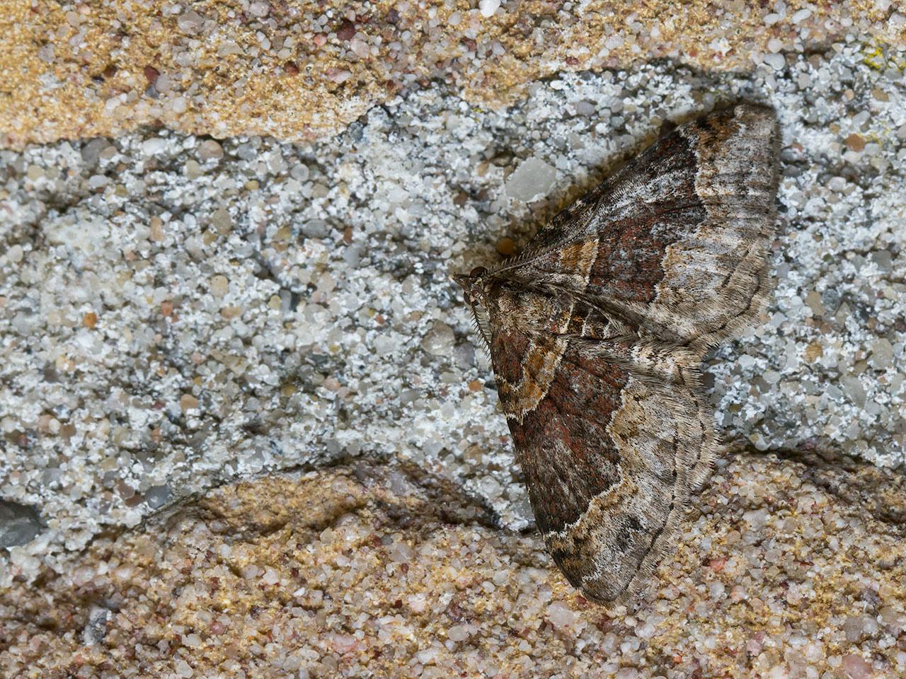 Bruine-vierbandspanner-Xanthorhoe-spadicearia-20140515g1280IMG_3512a.jpg