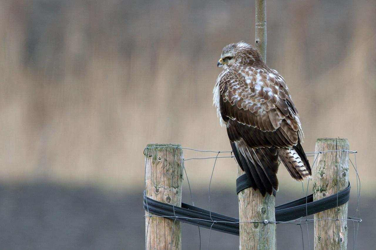 Buizerd-20120114gm1280MG_1149a.jpg