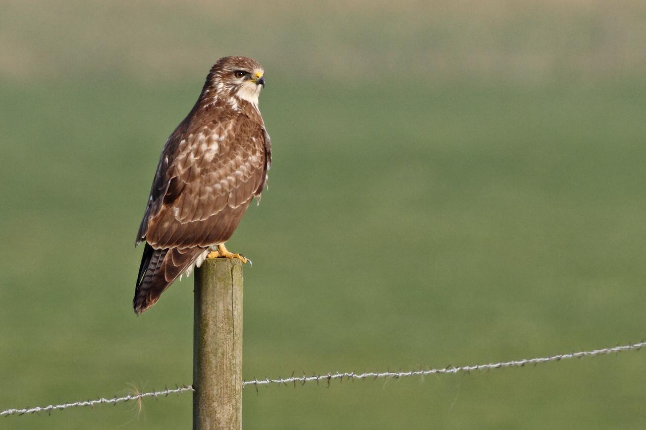 Buizerd-20120128g1280IMG_1430a.jpg