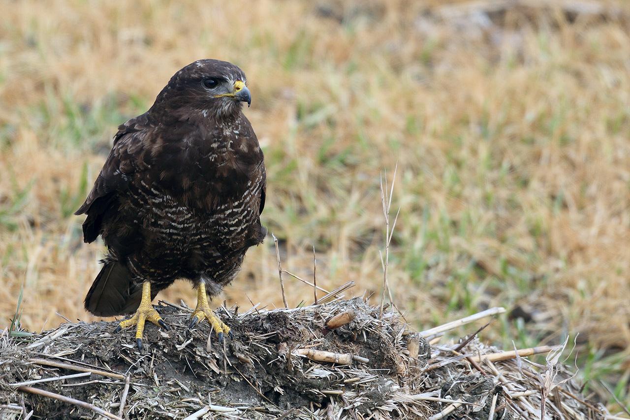 Buizerd-20120224g1280IMG_2365a.jpg