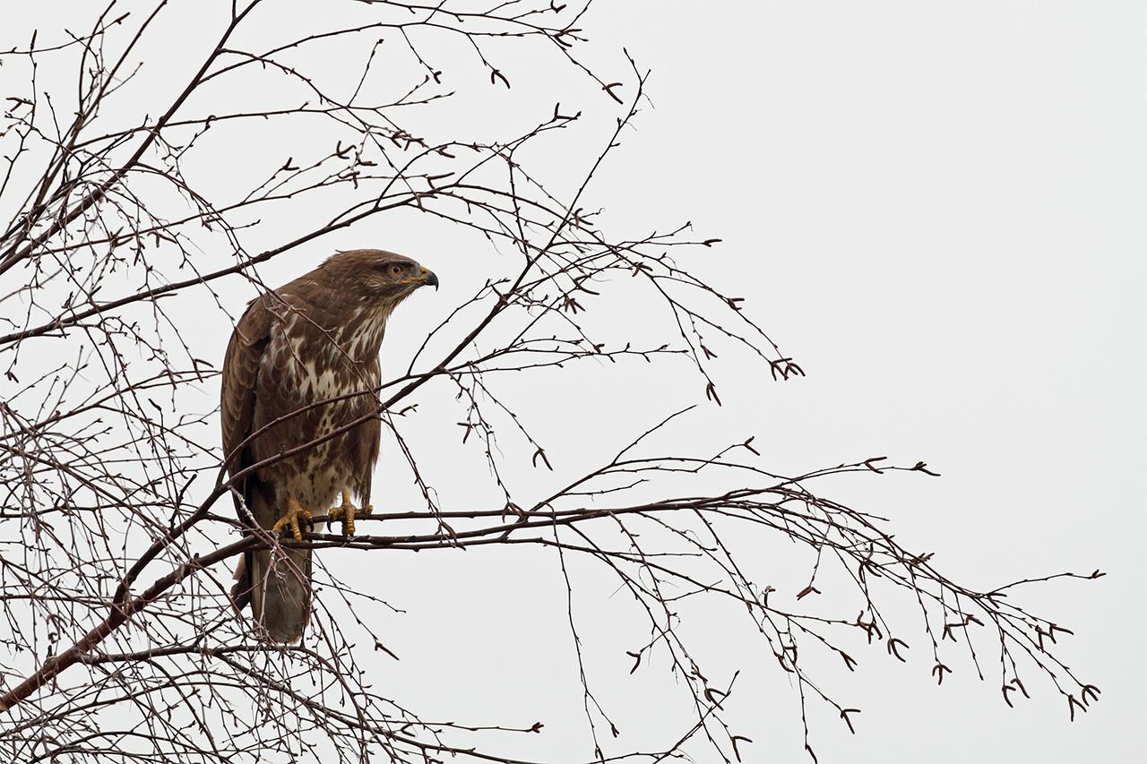 Buizerd-20120302g1280IMG_2563a.jpg