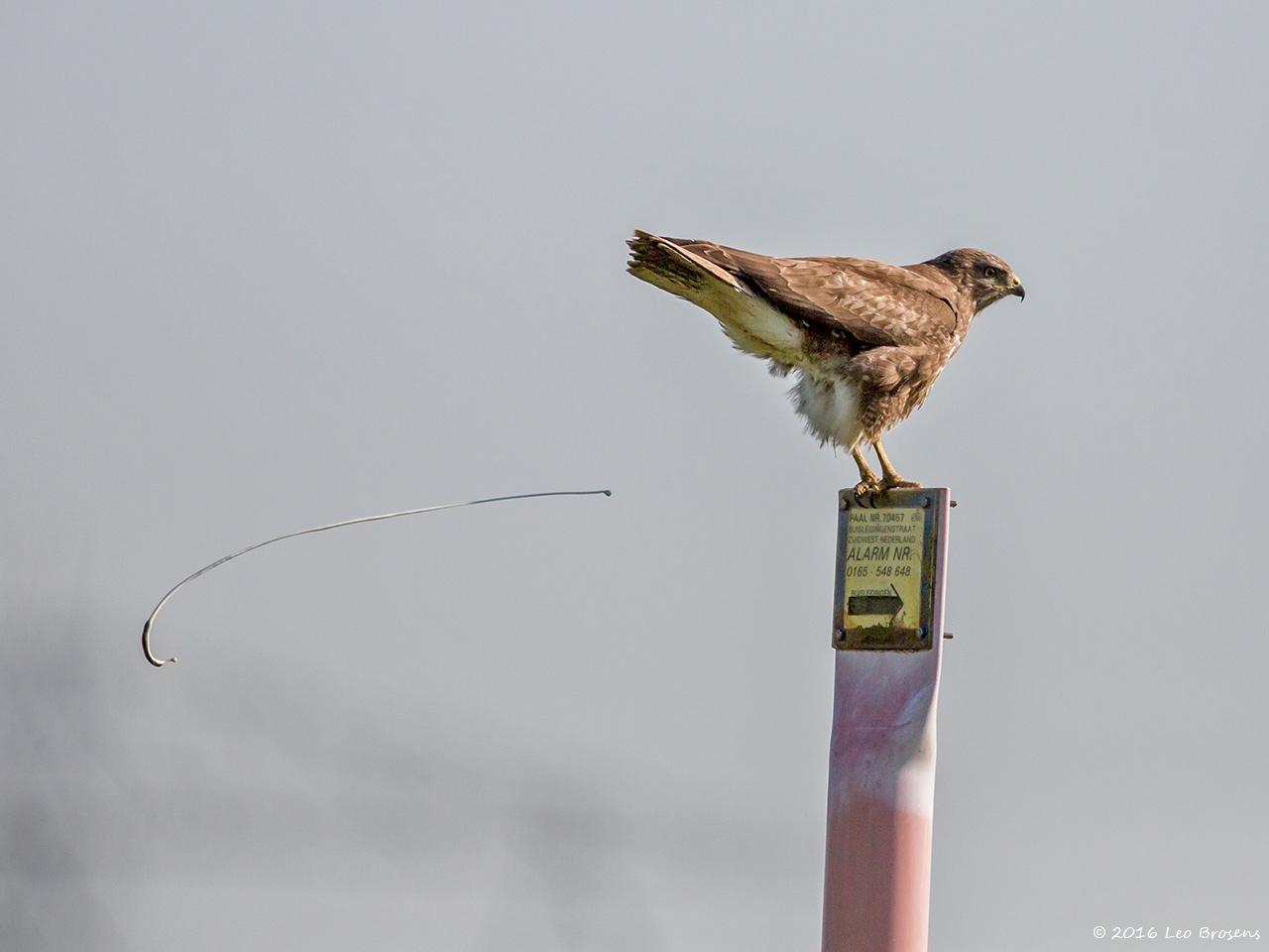 Buizerd-20160504g12807X1A4673a.jpg