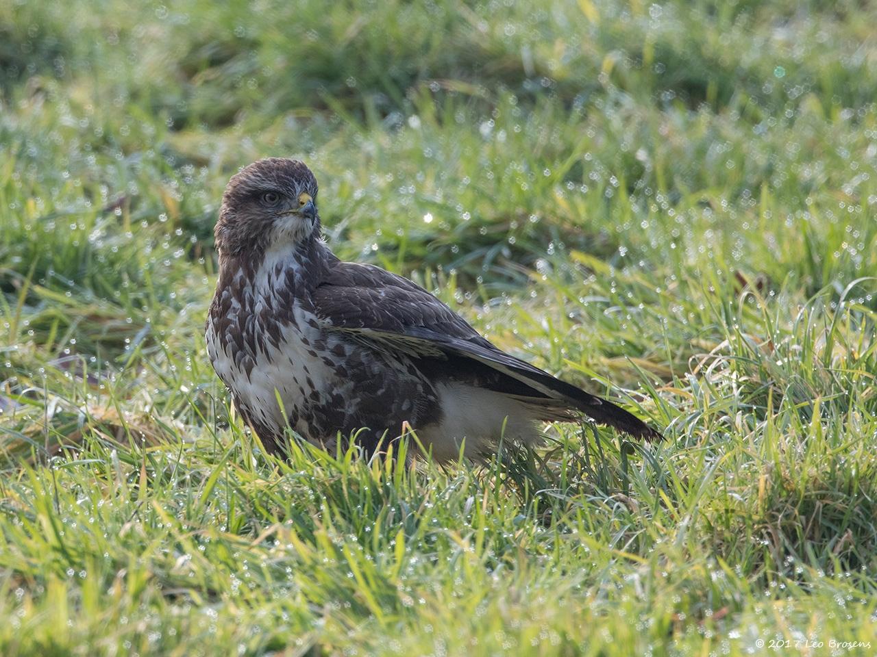 Buizerd-20170206g1280YSXX6316a.jpg