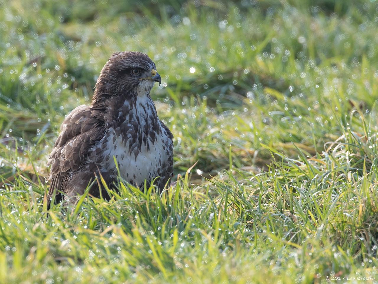 Buizerd-20170206g1280YSXX6323a.jpg