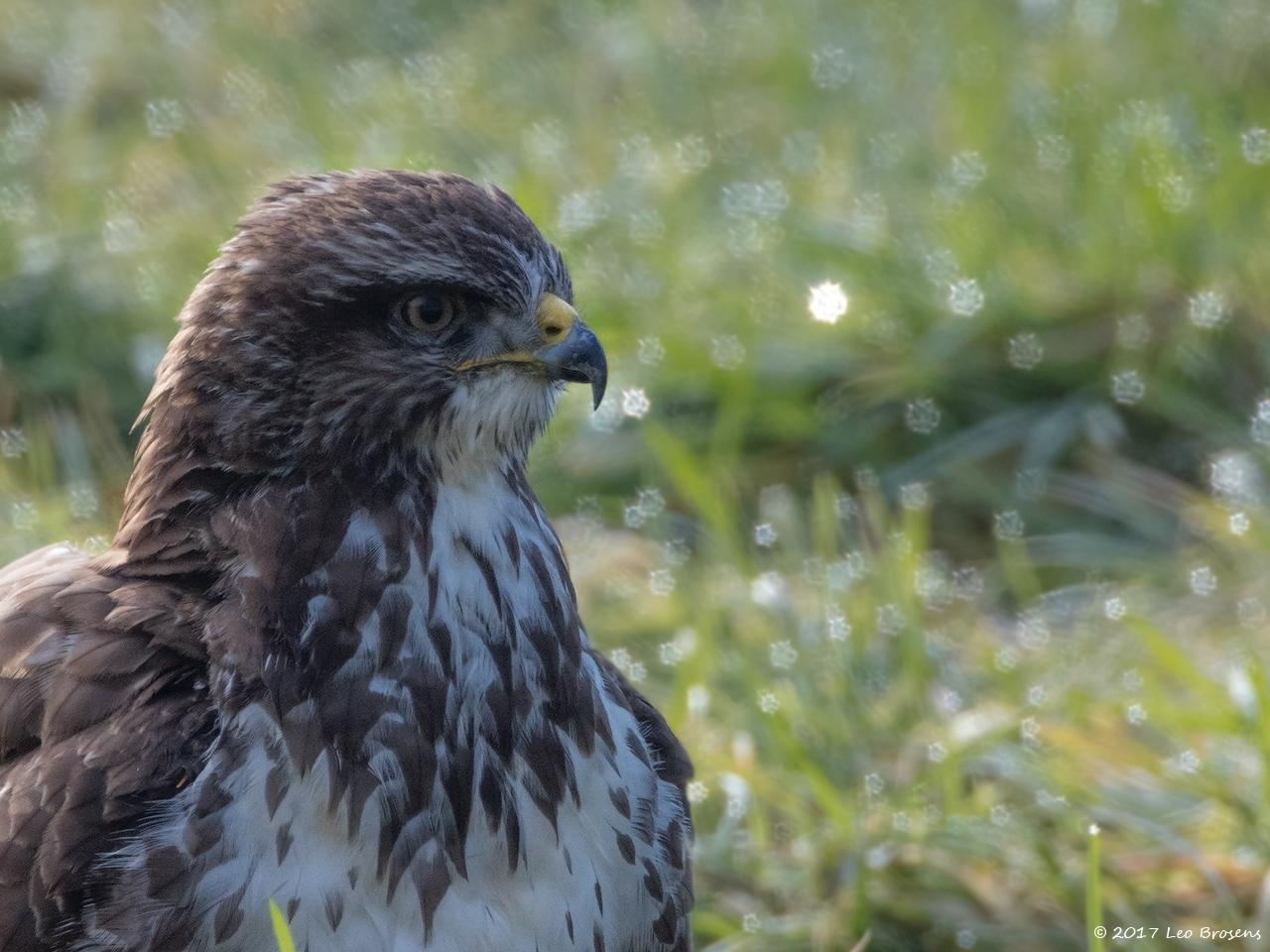 Buizerd-20170206g1280YSXX6323g.jpg