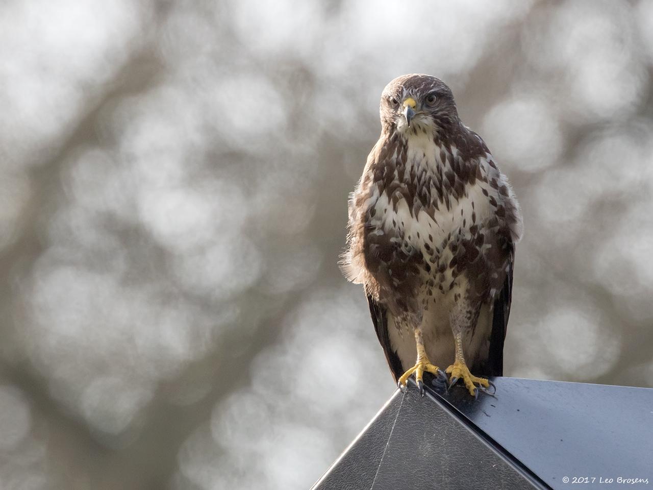 Buizerd-20170206g1280YSXX6340a.jpg