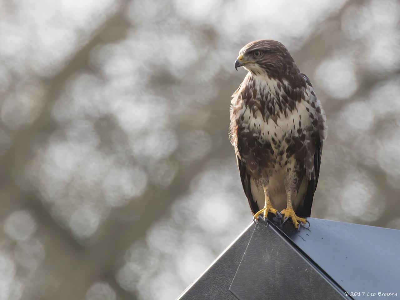 Buizerd-20170206g1280YSXX6344a.jpg