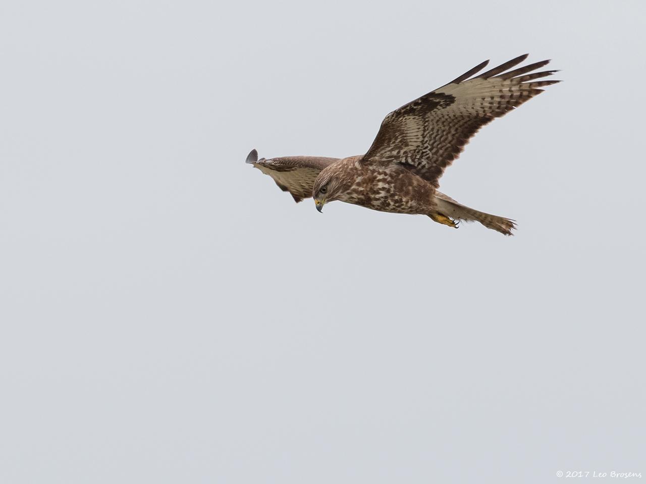 Buizerd-20170217g1280YSXX7118a.jpg