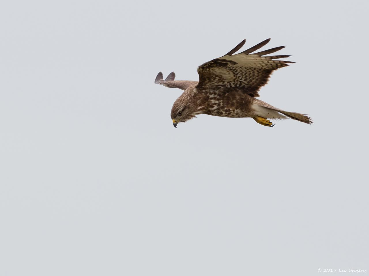 Buizerd-20170217g1280YSXX7121a.jpg