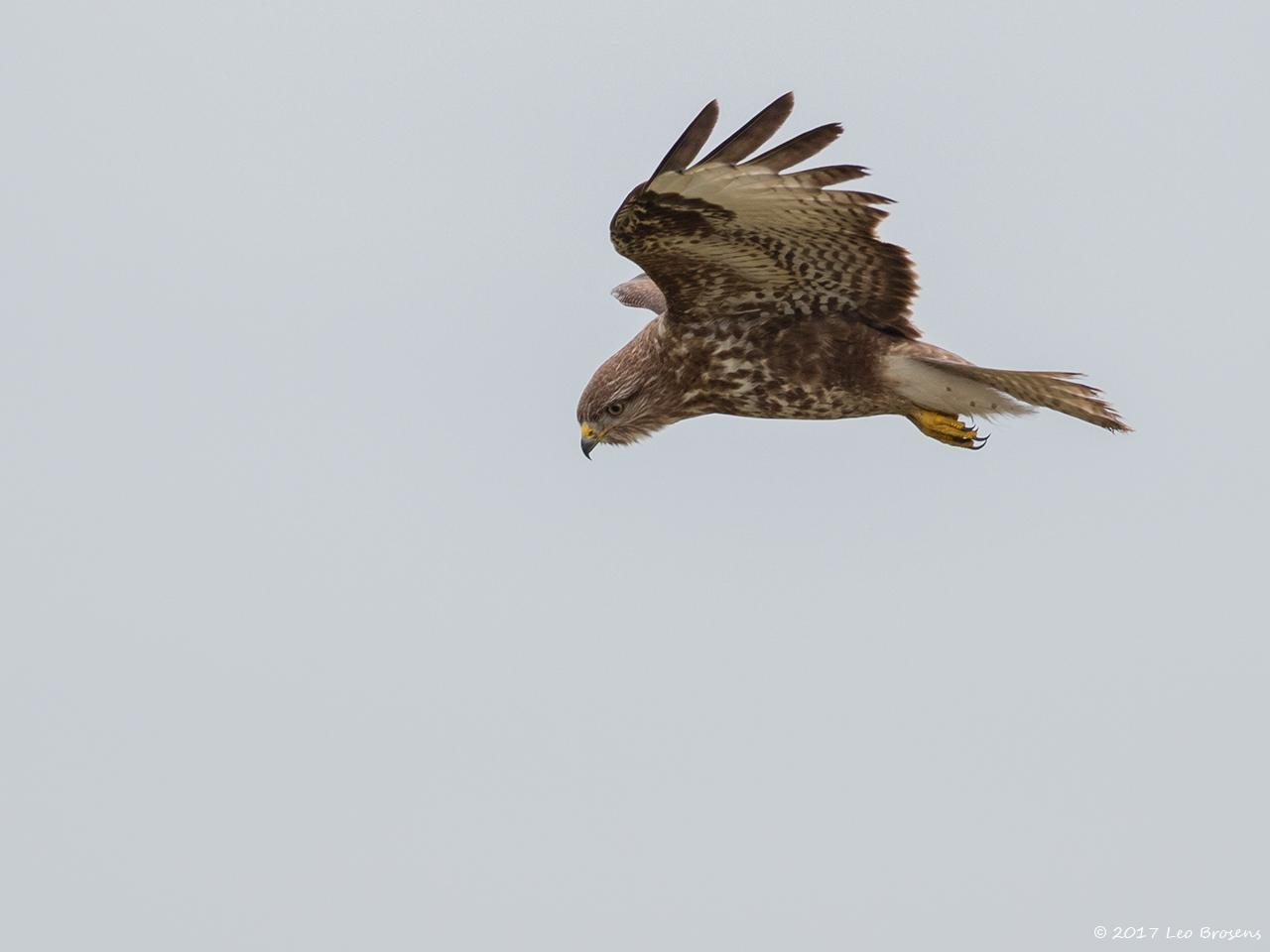 Buizerd-20170217g1280YSXX7122a.jpg