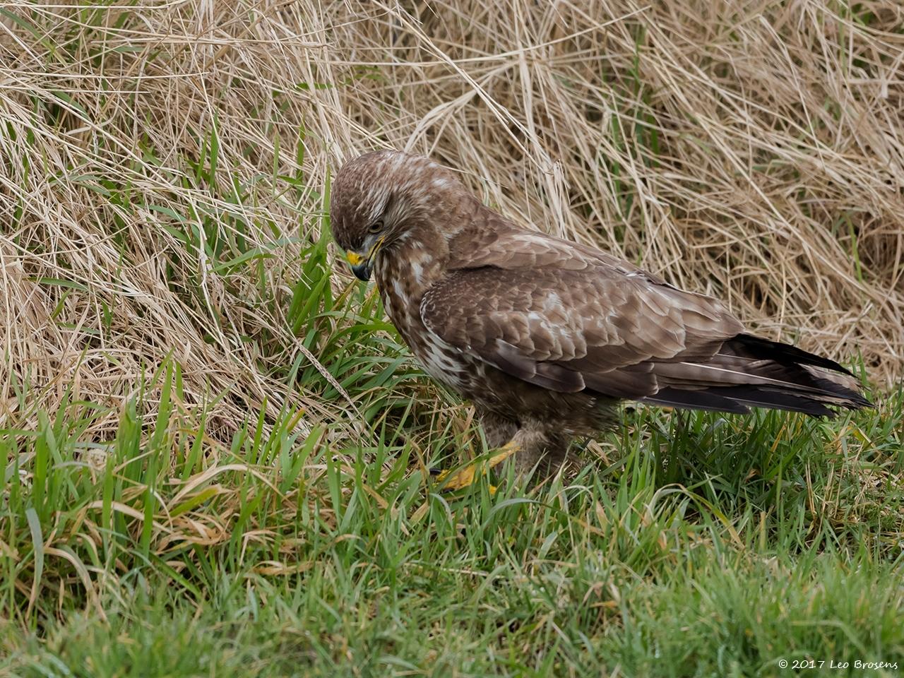 Buizerd-20170217g1280YSXX7126a.jpg