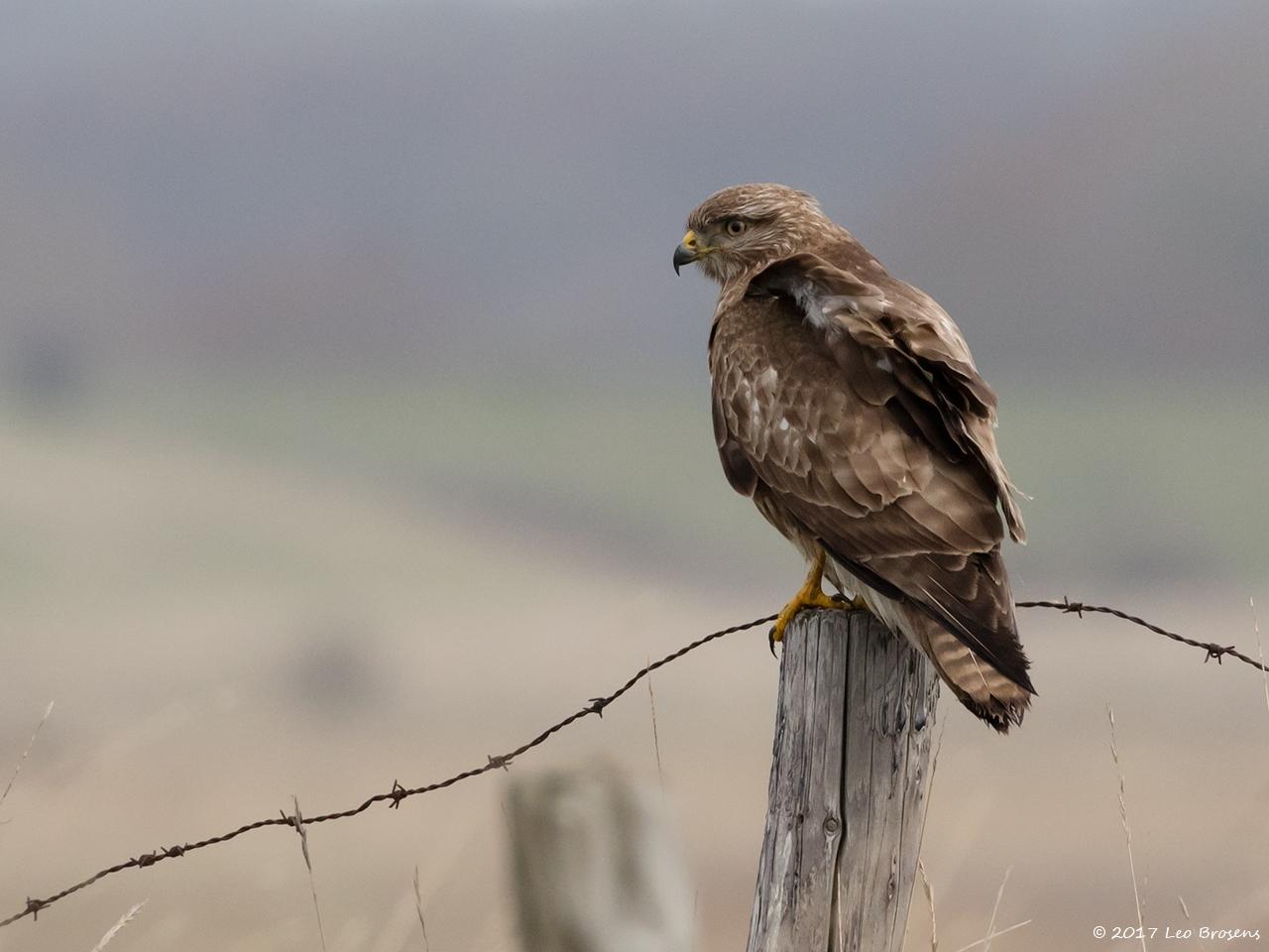 Buizerd-20170217g1280YSXX7129a.jpg