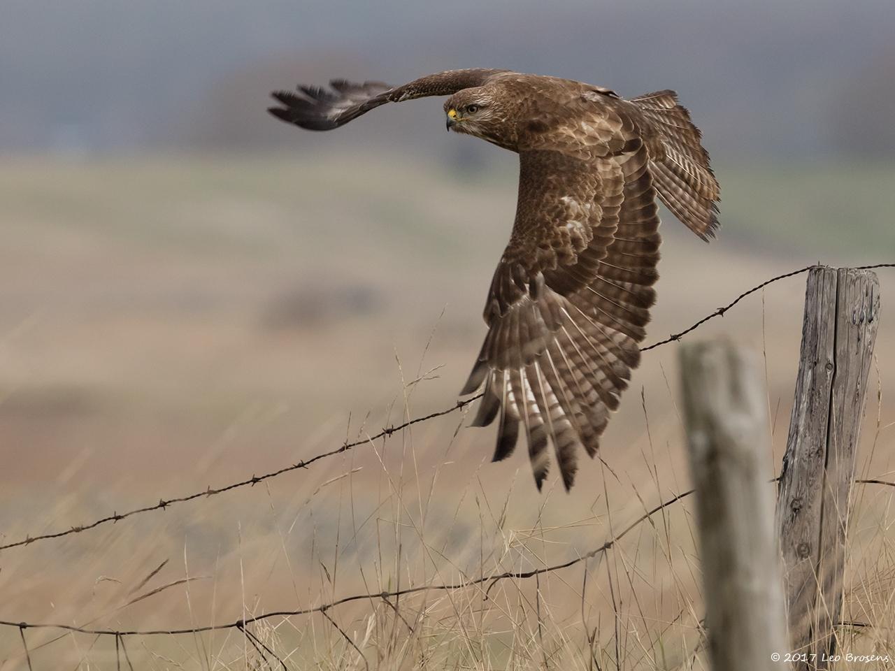 Buizerd-20170217g1280YSXX7130a.jpg