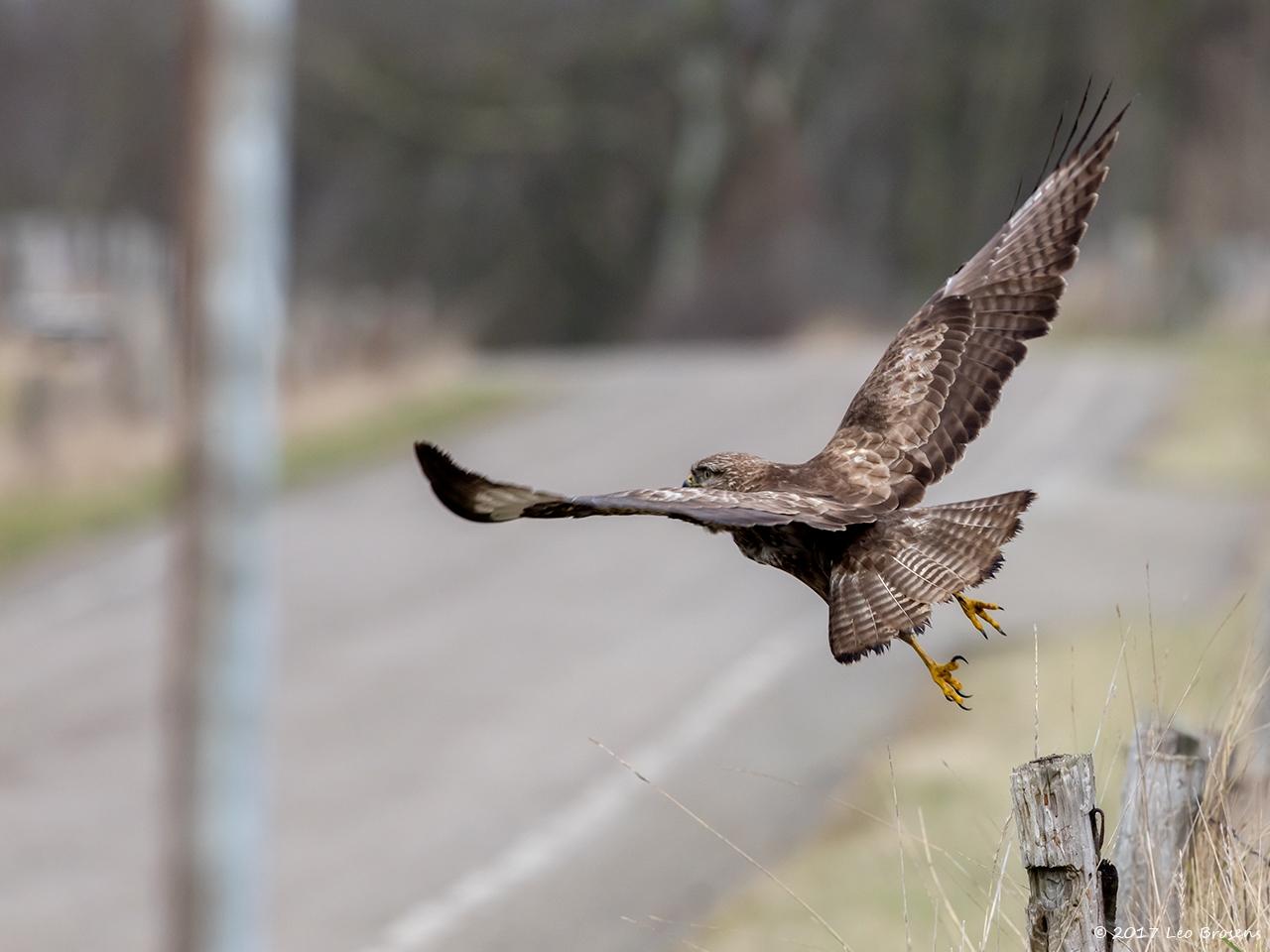 Buizerd-20170217g1280YSXX7131a.jpg