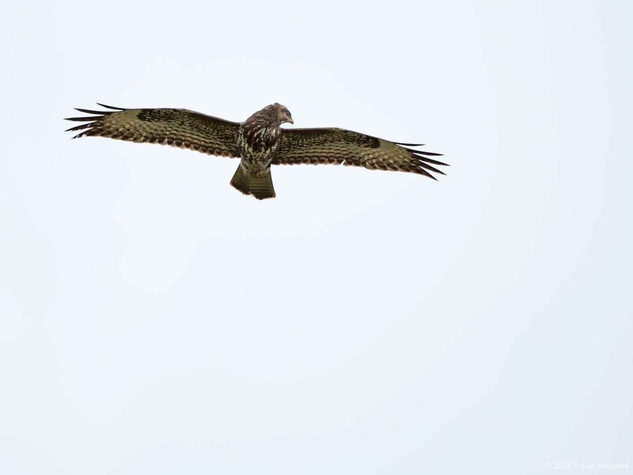 Buizerd-20170306g12807X1A6265a.jpg