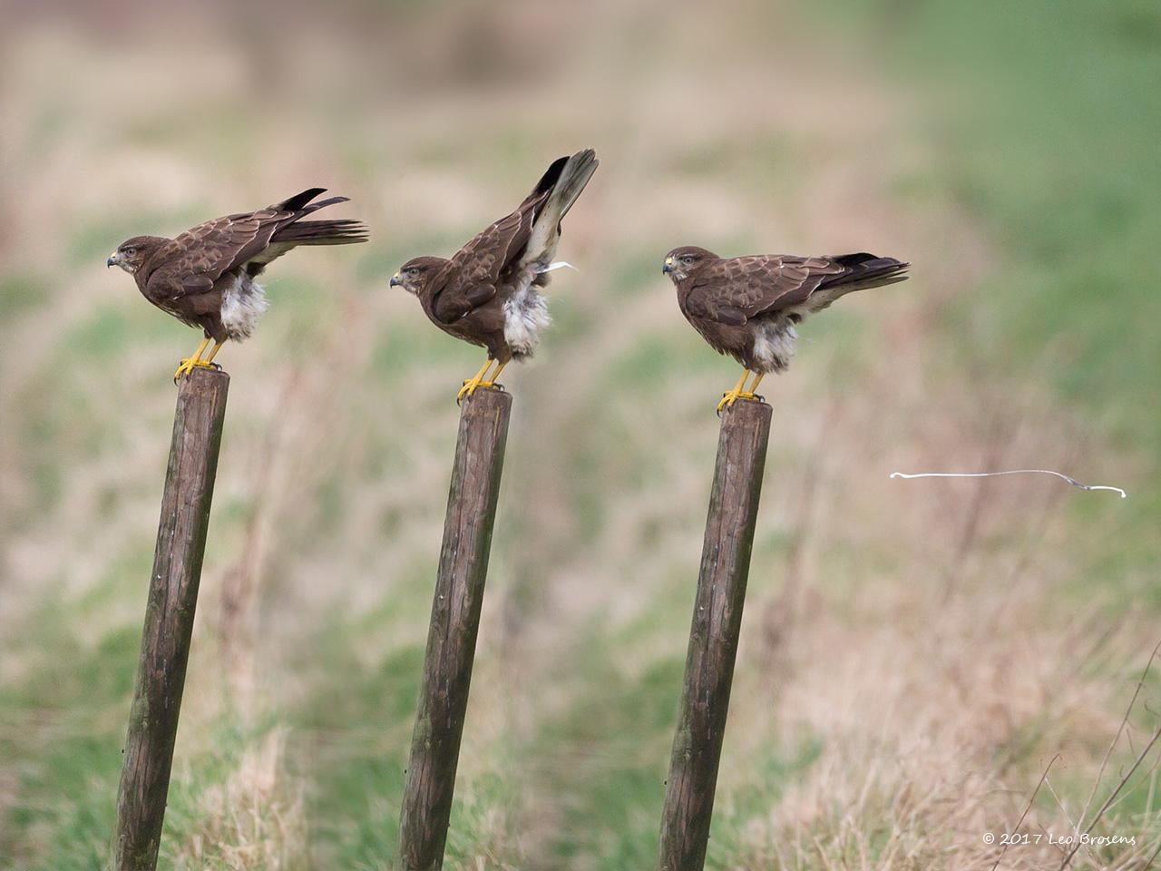 Buizerd-20170306g12807X1A62743xbcrfb.jpg