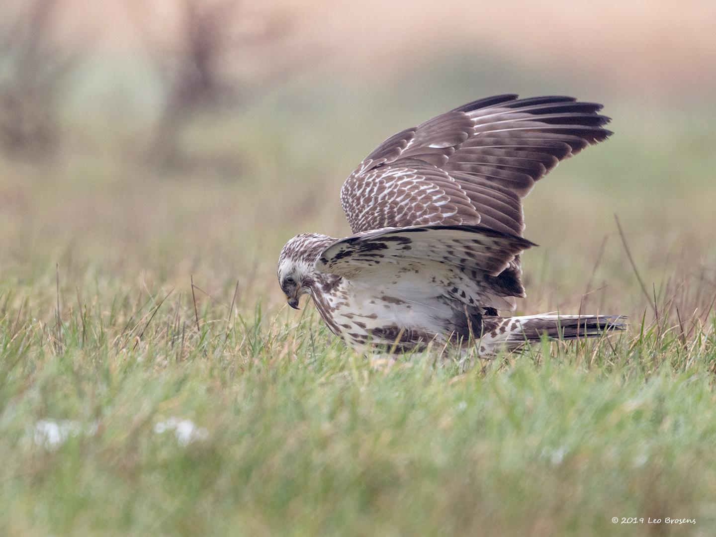 Buizerd-20190125g1440YSXX4475bcrfb.jpg