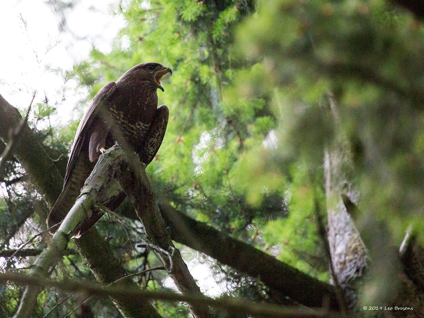 Buizerd-20190616g14407X1A7431acrfb.jpg