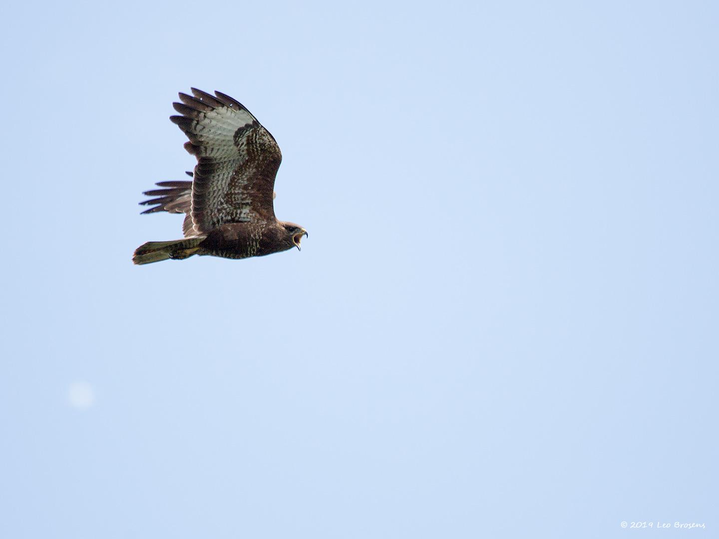 Buizerd-20190616g14407X1A7439acrfb.jpg