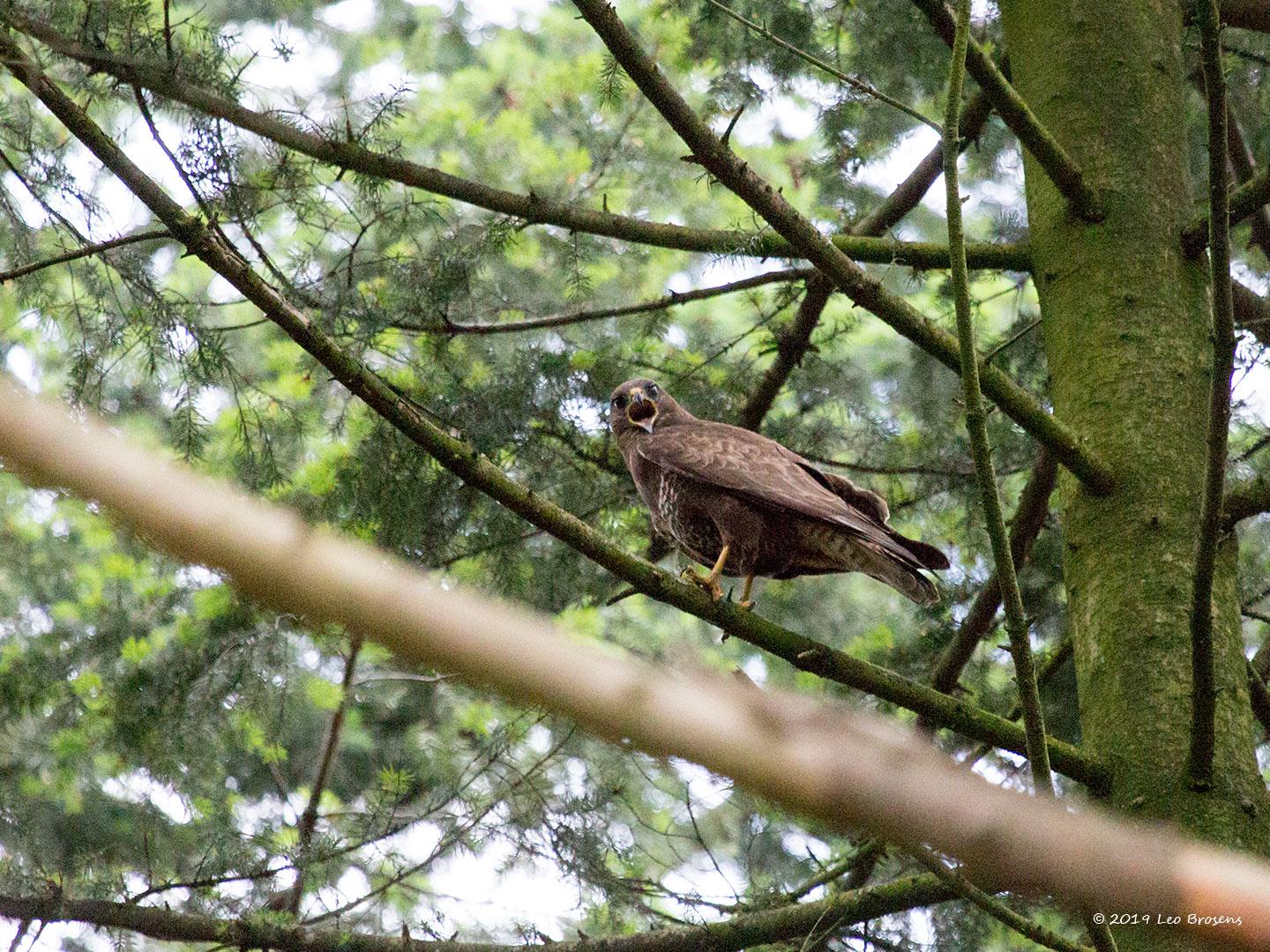 Buizerd-20190616g14407X1A7453bcrfb.jpg