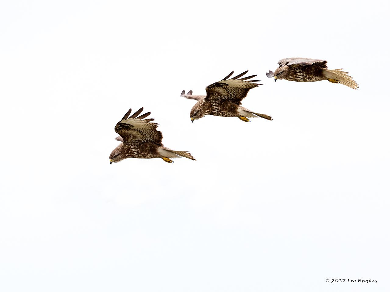 Buizerd-trio-20170214g1280YSXX7118tm23trioacrfb.jpg