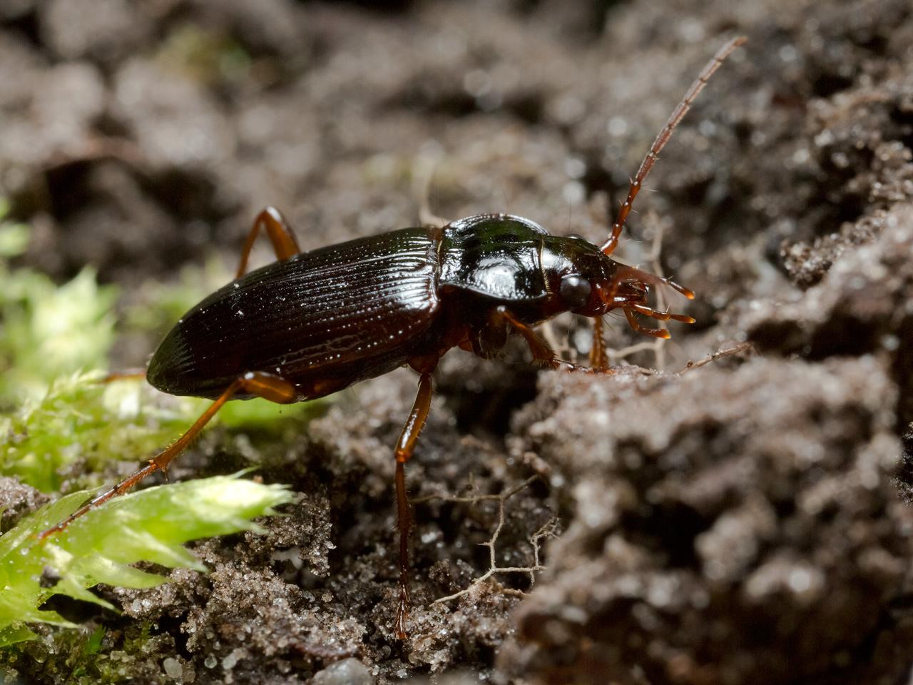 Carabidae-20130405g12807X1A6764a.jpg