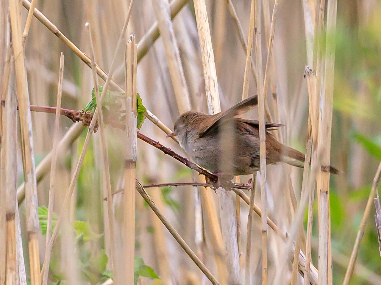 Cetti-s-zanger-Cettia-cetti-20160510g12807X1A5206a.jpg