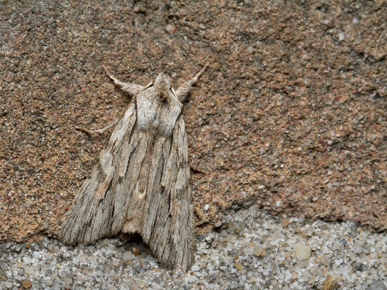 Coniferenuil-Lithophane-leautieri-20141015g1280IMG_7877a.jpg