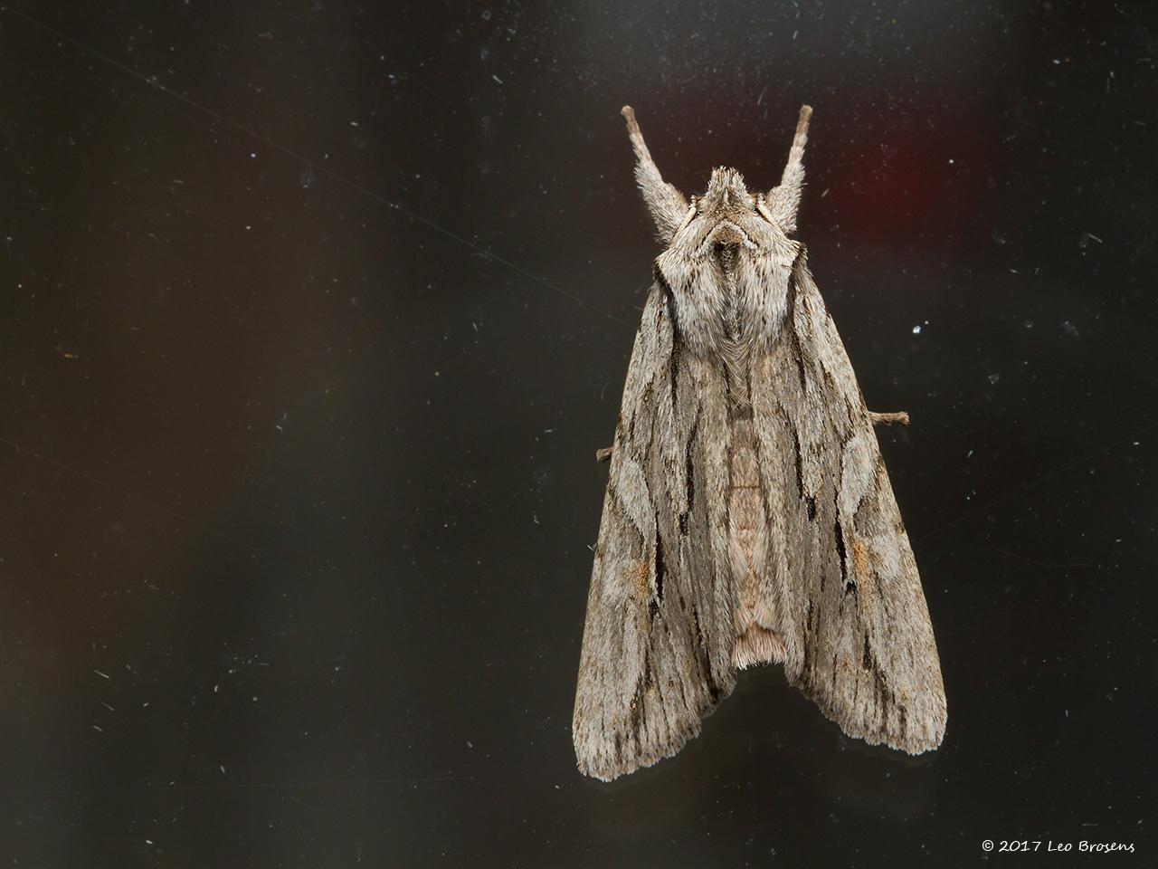 Coniferenuil-Lithophane-leautieri-20150919g1280IMG_2586acrfb.jpg