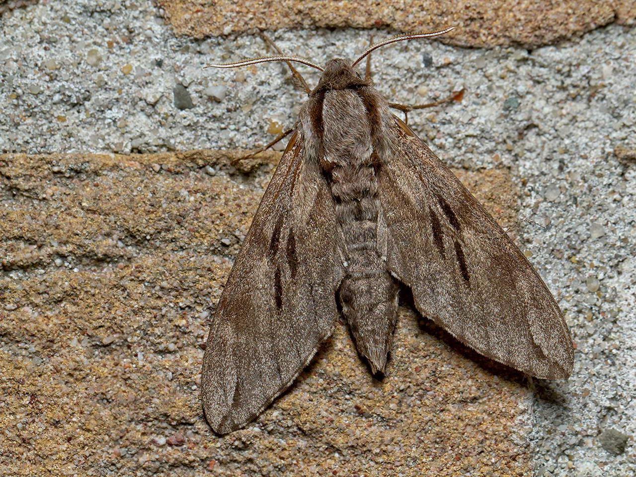 Dennenpijlstaart-20150712g1280_MG_1079a.jpg
