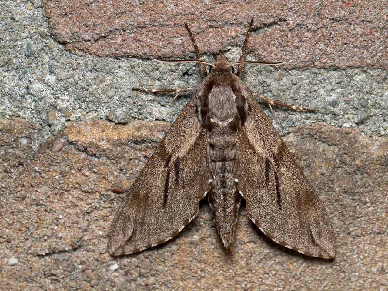 Dennenpijlstaart-Sphinx-pinastri-20150704g1280IMG_0948b.jpg