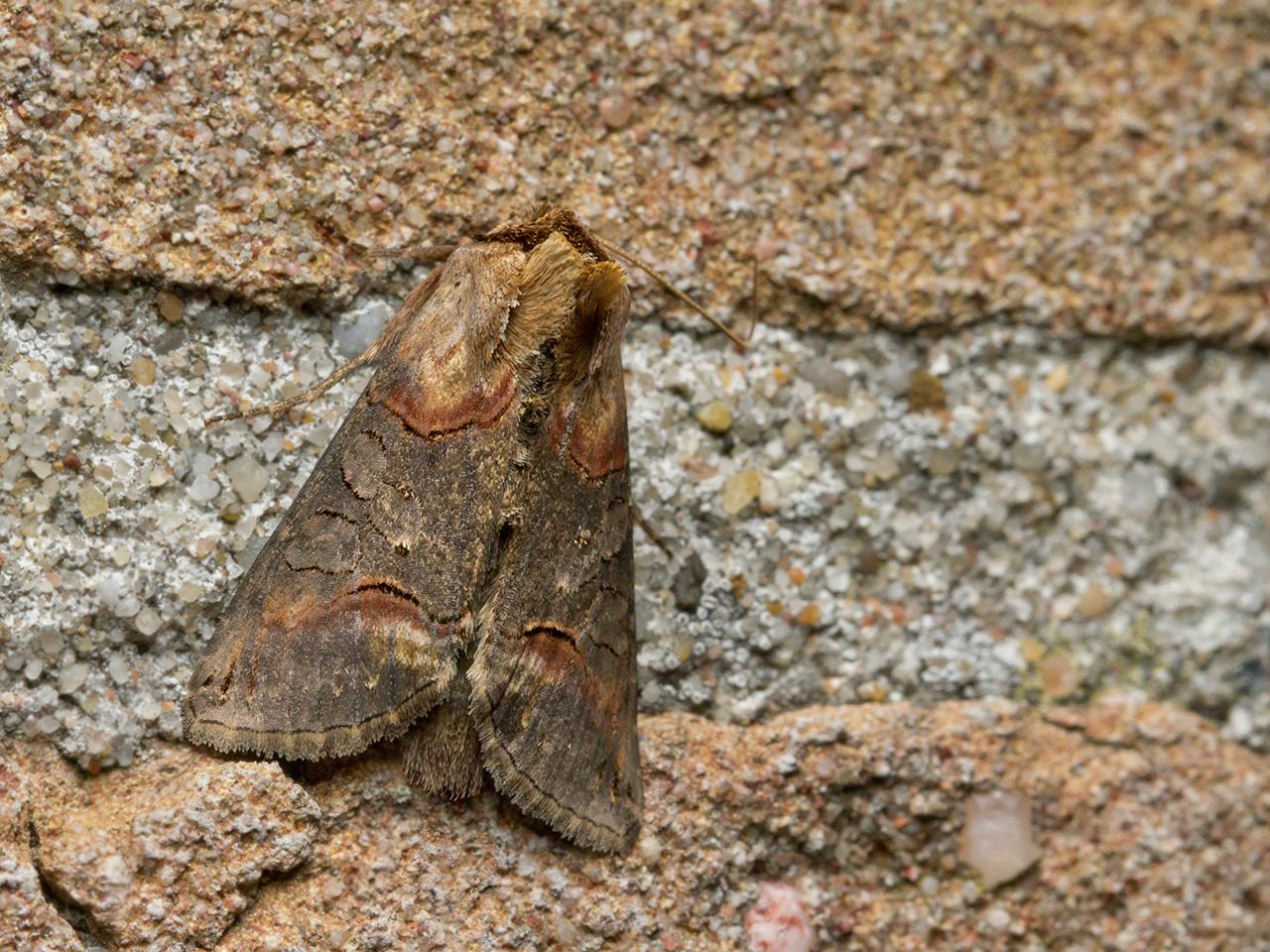 Donker-brandnetelkapje-20150630g1280IMG_0644a.jpg
