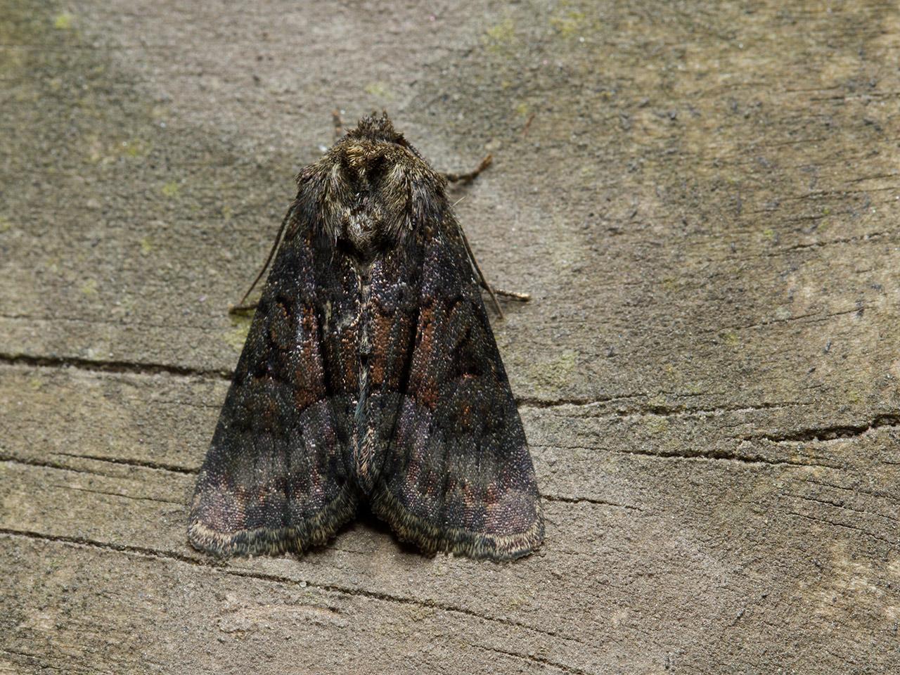 Donker-halmuiltje-Oligia-latruncula-20130624g1280IMG_6787a_0.jpg